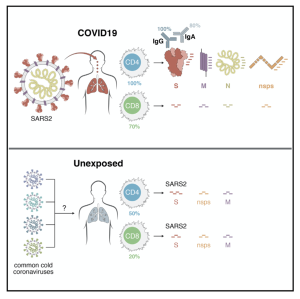 T_Cell_Responses_covid19.png